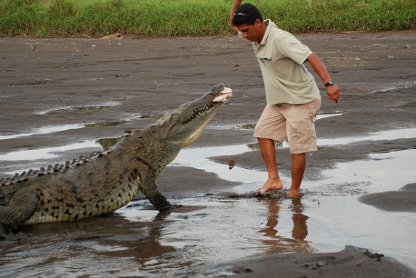 Croc Costa Rica.jpg